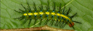 Final Larvae Top of Tailed Rustic - Vagrans egista propinqua